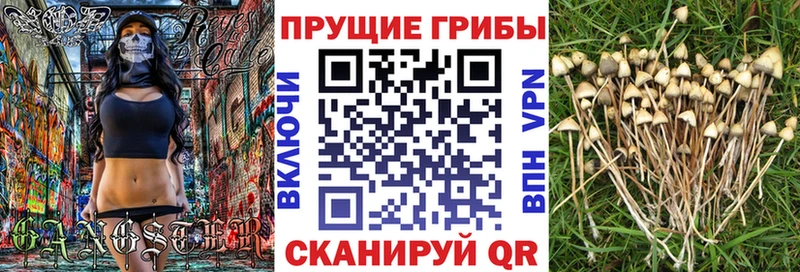 где найти   Пятигорск  Псилоцибиновые грибы MAGIC MUSHROOMS 